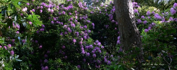 Bois des Moutiers (19) Juin 2012